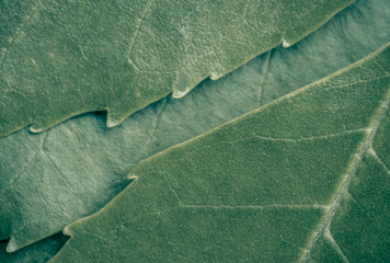 background, texture, leaves