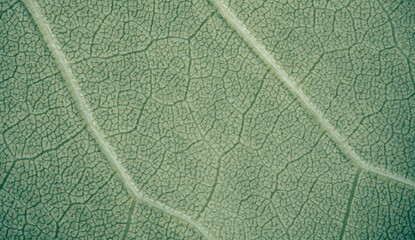 background, texture, leaves