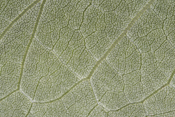 close up detail of green leaf texture