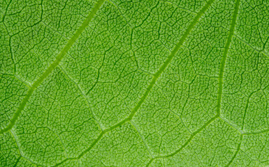 close up detail of green leaf texture