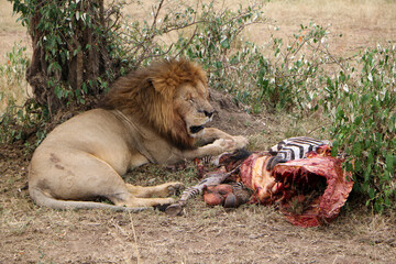 zebra hunted by lion 