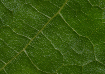 close up detail of green leaf texture