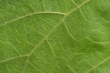 close up detail of green leaf texture