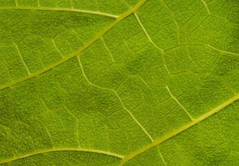 close up detail of green leaf texture