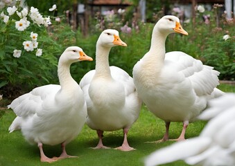 Obraz premium Beautiful white goose in the garden.