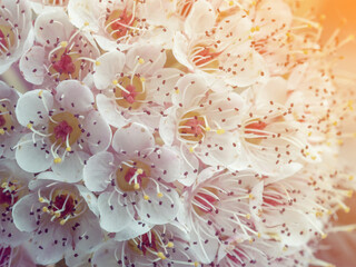 Blossom tree over nature background, summer flowers