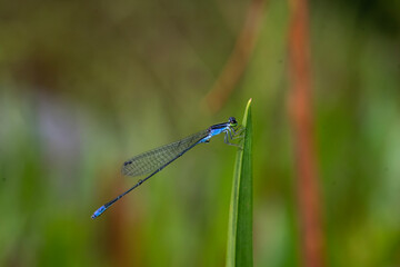 Agriocnemis keralensis, Kerala dartlet, is a species of damselfly in the family Coenagrionidae. It is endemic to Western Ghats in India