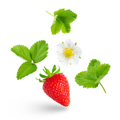 Set of strawberry blossom, leaves and berry isolated on white background