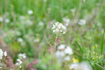 Lysimachia Candida lindi