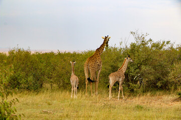 giraffe in the field