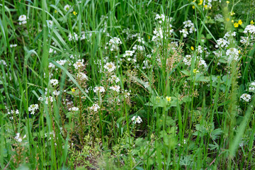 Lysimachia Candida lindi