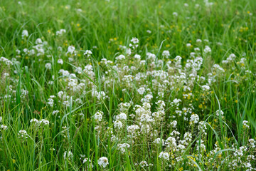 Lysimachia Candida lindi