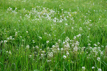 Lysimachia Candida lindi