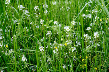 Lysimachia Candida lindi