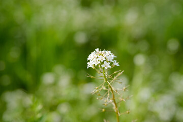Lysimachia Candida lindi