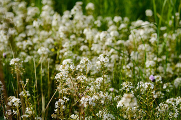 Lysimachia Candida lindi