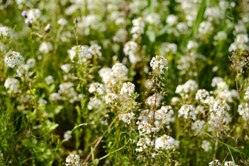Lysimachia Candida lindi