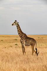 giraffe in serengeti national park