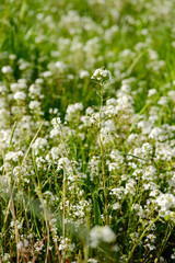 Lysimachia Candida lindi