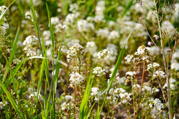 Lysimachia Candida lindi