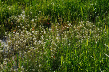 Lysimachia Candida lindi