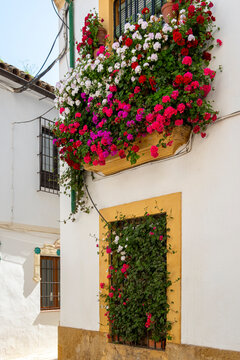 A vibrant balcony overflows with pink and red blooms against a white fa&ccedil;ade, capturing the beauty of Cordoba, Andalusia, Spain in spring