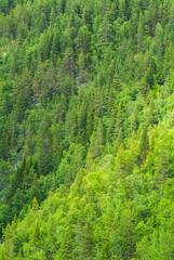 Dense Green Trees Covering Forest in Norway