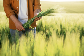 Wheat in hands. Close up view of man that is on the agricultural field at daytime
