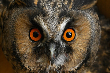 Orange-coloured eyes of an owl, close-up. Long-eared Owl, Asio otus.