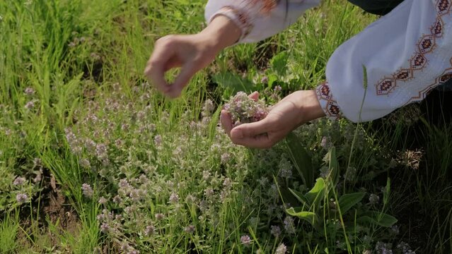 Person in embroidered attire harvesting wild herbs in sunlit meadow, connecting with nature in rural setting