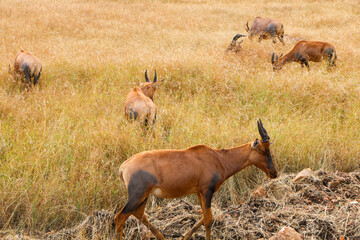 Topi in Serengeti, Africa