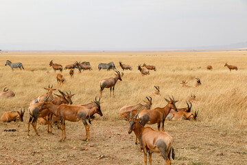 Topi in Serengeti, Africa