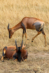 Topi in Serengeti, Africa