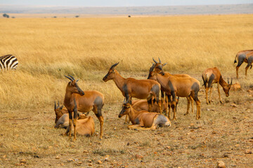 Topi in Serengeti, Africa