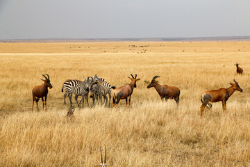 Topi in Serengeti, Africa