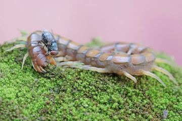 A centipede carcass on a moss-covered rock is being surrounded by green flies. This multi-legged...