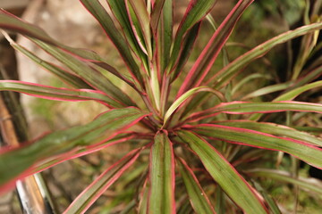 Close-up of Colorful Red and Green Tropical Plant Leaves
