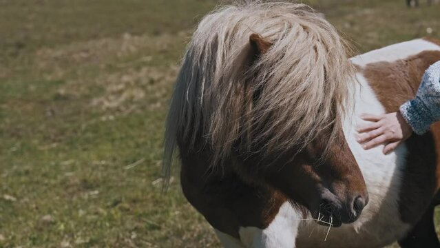 A brown and white Shetland pony peacefully grazes in a green field, embodying the beauty of nature and rural life