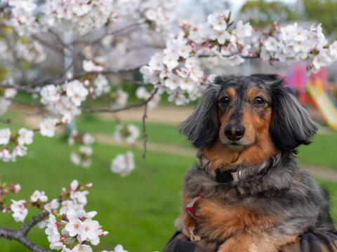 ダックスフンドと桜の花