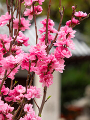 神社に咲いた桜の花