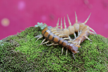 A centipede carcass on a moss-covered rock.This multi-legged animal has the scientific name...