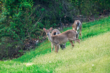 Deer Grazing in a Green Field.
