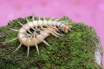 A centipede carcass on a moss-covered rock.This multi-legged animal has the scientific name...