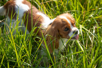 Cavalier King Charles Spaniel puppy running in the grass