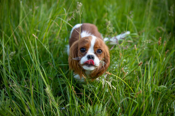 Cavalier King Charles Spaniel puppy running in the grass