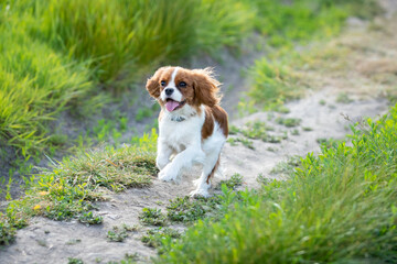 Cavalier King Charles Spaniel puppy running in the grass