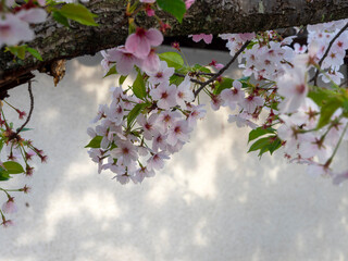 道明寺天満宮に咲く桜の花
