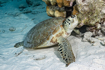Sea turtle looking for a place to rest