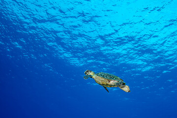 Sea turtle swimming towards the surface