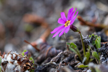 Wedgeleaf primrose, also known as pixie-eye primrose (Primula cuneifolia). Small blooming wildflower in the wild. Nature of Siberia and the Russian Far East. Magadan region, Russia.